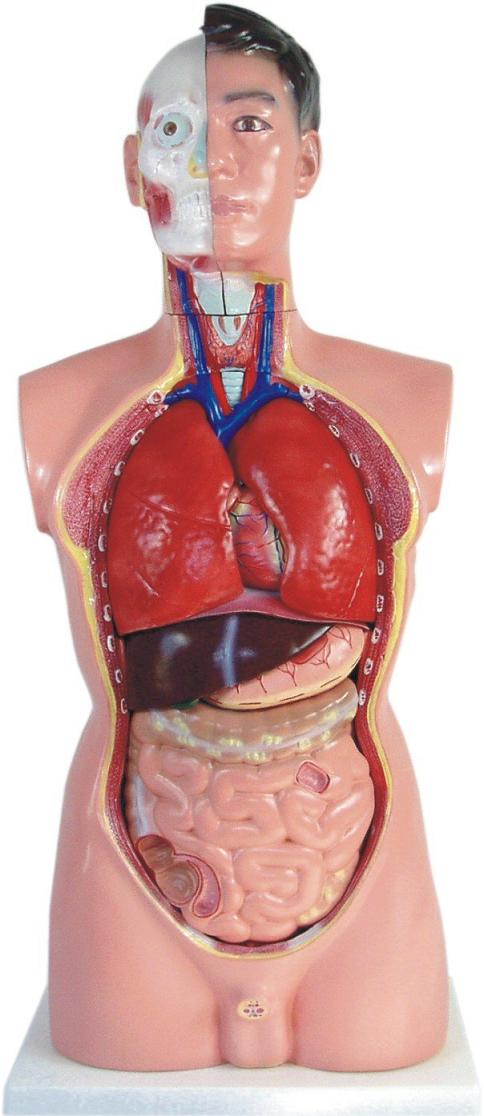 Parts Of Liver